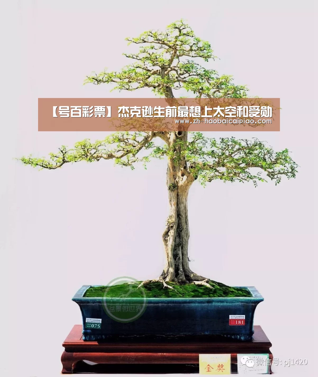 号百彩票