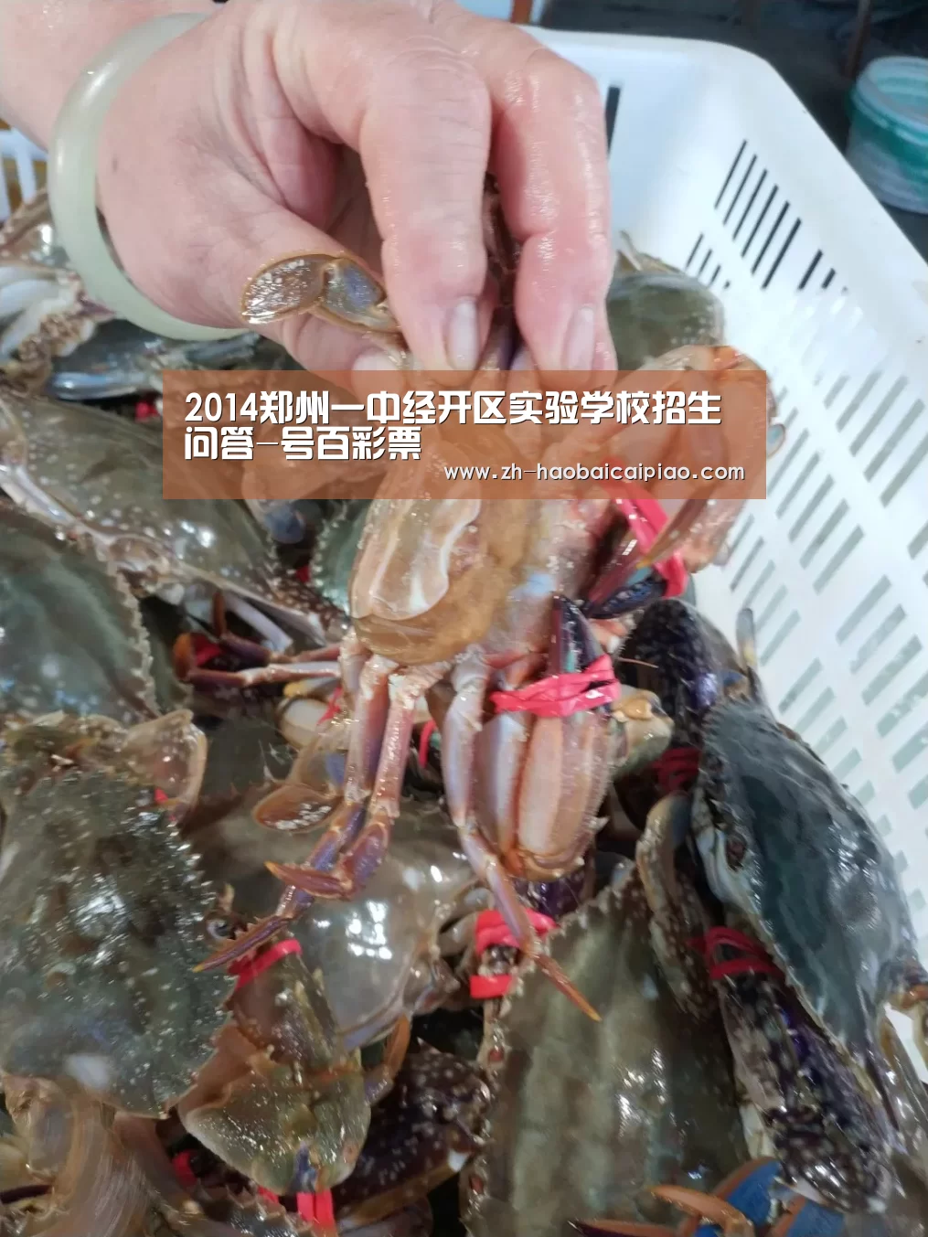 2014郑州一中经开区实验学校招生问答-号百彩票(图1) 号百彩票